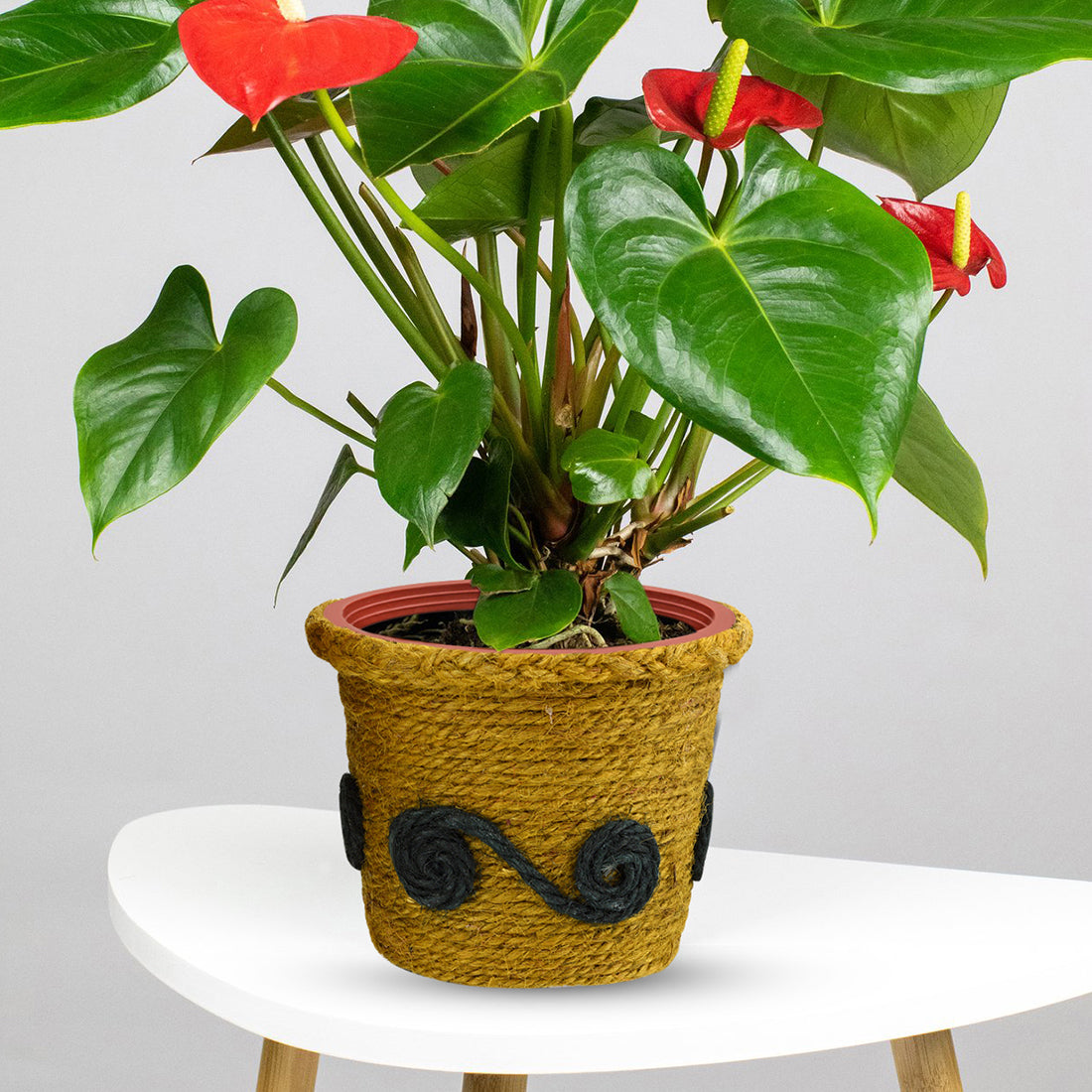 Plant Pot