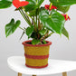 Plant Pot