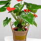 Plant Pot